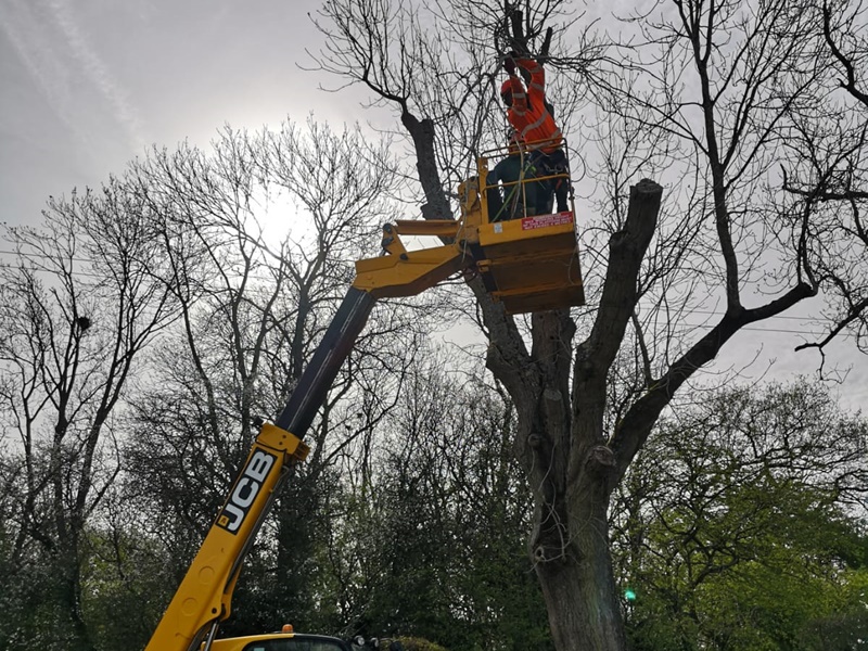 Emergency highway tree works