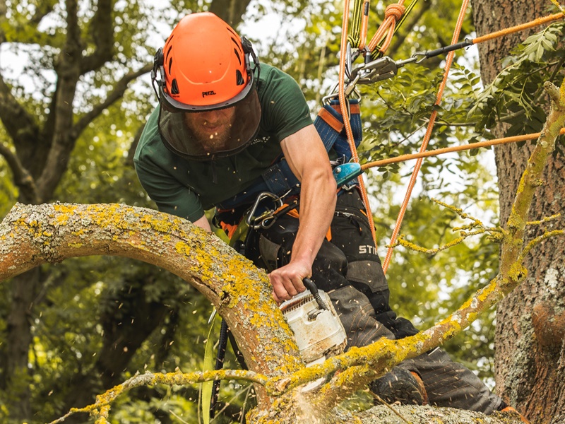 Tree Surgeon
