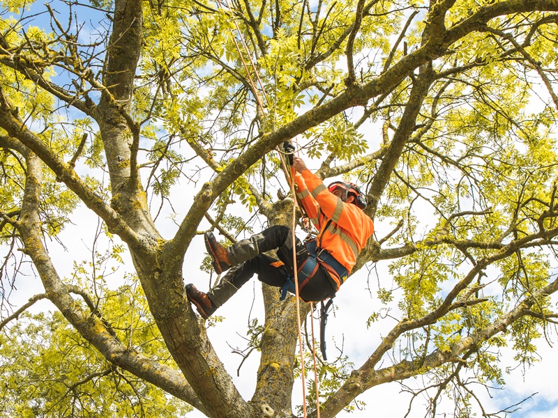 Safety first Tree Surgery