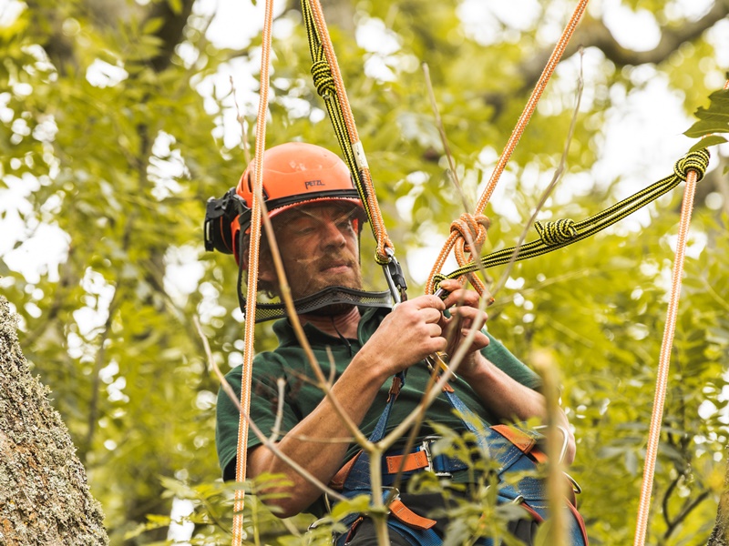 Safety first Tree Surgery