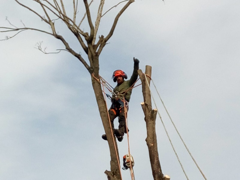 Safety first Tree Surgery
